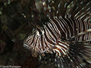 %_tempFileName2013-03-13_3_Scuba_Netarea_Soft_Coral-23%