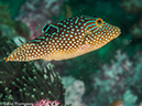 %_tempFileName2013-03-13_4_Stonehenge_Koh_Talung_Soft_Coral-20%