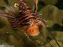 %_tempFileName2013-03-13_4_Stonehenge_Koh_Talung_Soft_Coral-35%