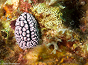%_tempFileName2013-03-14_1_Him_Muang-31%