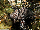 %_tempFileName2013-03-14_2_Him_Daeng-38%