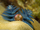 %_tempFileName2013-03-14_2_Him_Daeng-44%