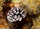 %_tempFileName2013-03-14_3_Him_Daeng-34%