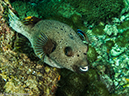 %_tempFileName2013-03-14_3_Him_Daeng-47%