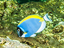 %_tempFileName2013-03-14_3_Him_Daeng-59%