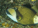 %_tempFileName2013-03-14_3_Him_Daeng-8%
