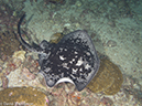 %_tempFileName2013-03-14_5_Him_Daeng_Night-11%