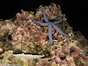 %_tempFileName2013-03-15_1_Koh_Haa_Yai_No_5-19%