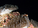 %_tempFileName2013-03-15_1_Koh_Haa_Yai_No_5-23%