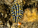 %_tempFileName2013-03-15_2_Koh_Haa_Noi_No_5-18%