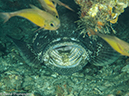 %_tempFileName2013-03-15_2_Koh_Haa_Noi_No_5-20%