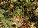 %_tempFileName2013-03-15_2_Koh_Haa_Noi_No_5-24%