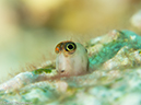 %_tempFileName2013-03-15_2_Koh_Haa_Noi_No_5-33%