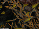 %_tempFileName2013-03-15_3_Koh_Haa_Lagoon-34%
