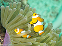 %_tempFileName2013-03-15_3_Koh_Haa_Lagoon-51%