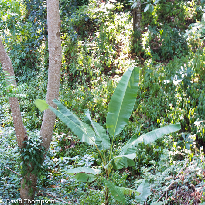 %_tempFileName2013_03_16_Phuket_Thailand-46%