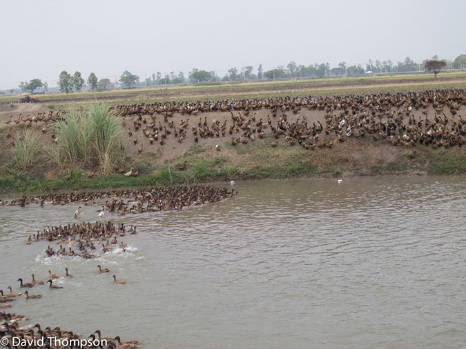 %_tempFileName2013_03_21_Ayutthaya_Bike_Ride_Thailand-137%