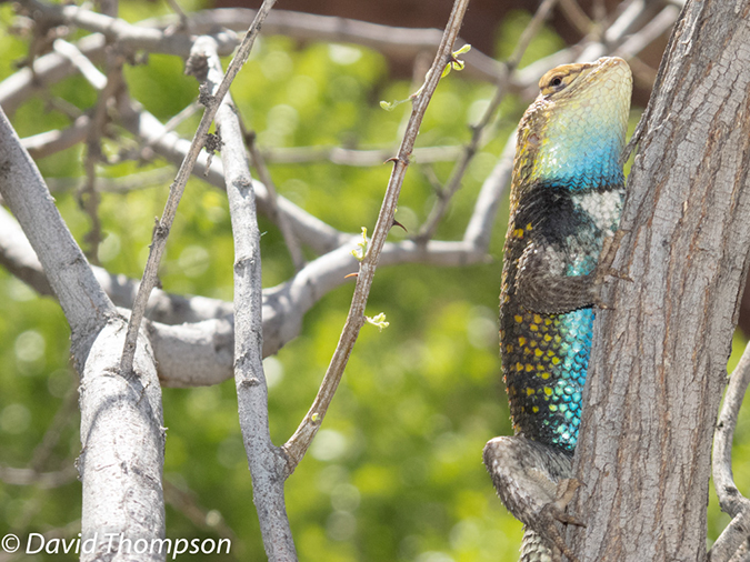 %_tempFileName2013-04-27_Thunder_River_Trail-33%
