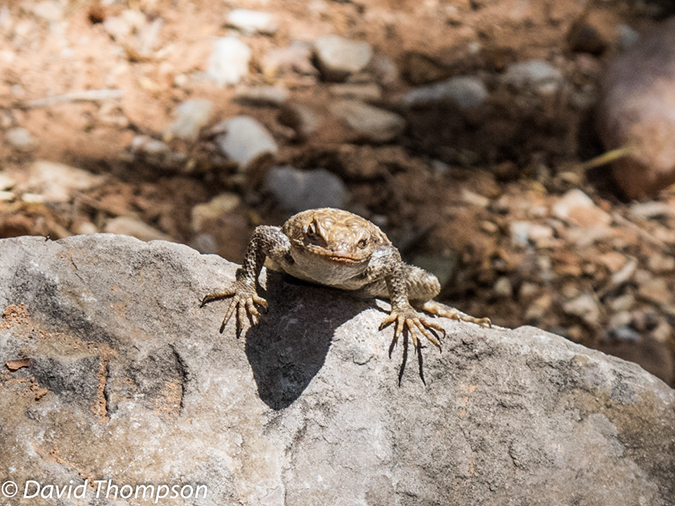 %_tempFileName2013-04-27_Thunder_River_Trail-40%