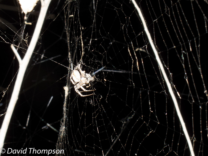 %_tempFileName2013-04-27_Thunder_River_Trail-61%