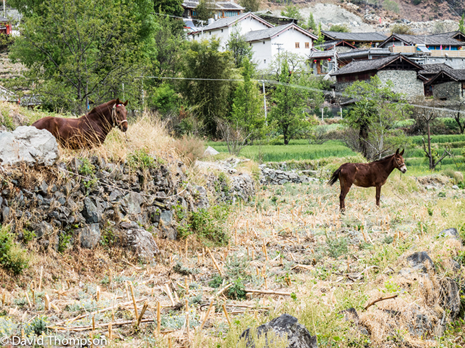 %_tempFileName2013-03-27_Tiger_Leaping_Gorge-36%