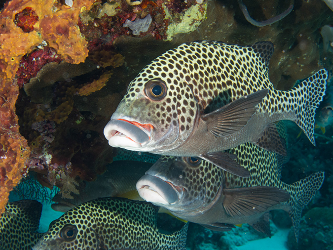 %_tempFileName20120509-3-Trigger%20Fish%20City%20(1)%