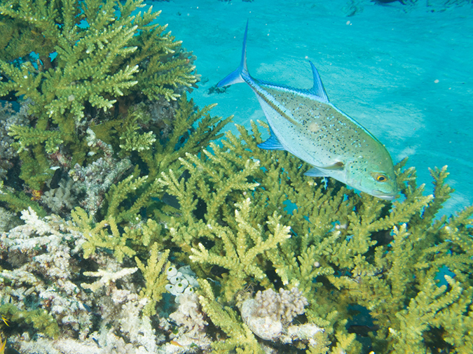 %_tempFileName20120509-3-Trigger%20Fish%20City%20(12)%