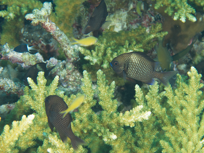 %_tempFileName20120509-3-Trigger%20Fish%20City%20(14)%