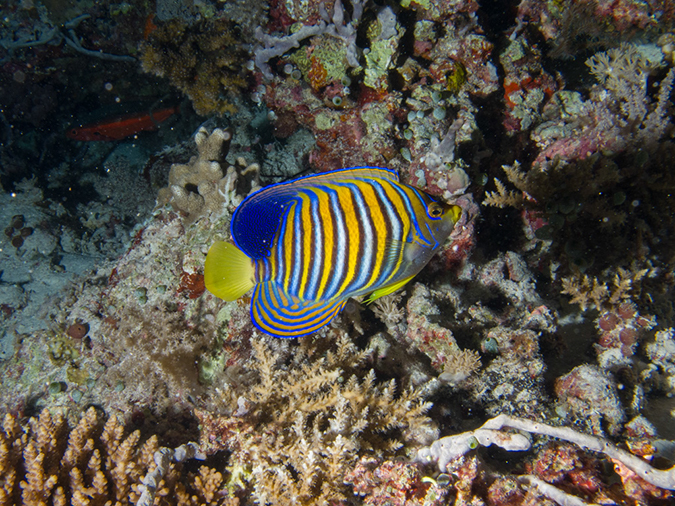 %_tempFileName20120509-5-Trigger%20FIsh%20CIty%20(1)%