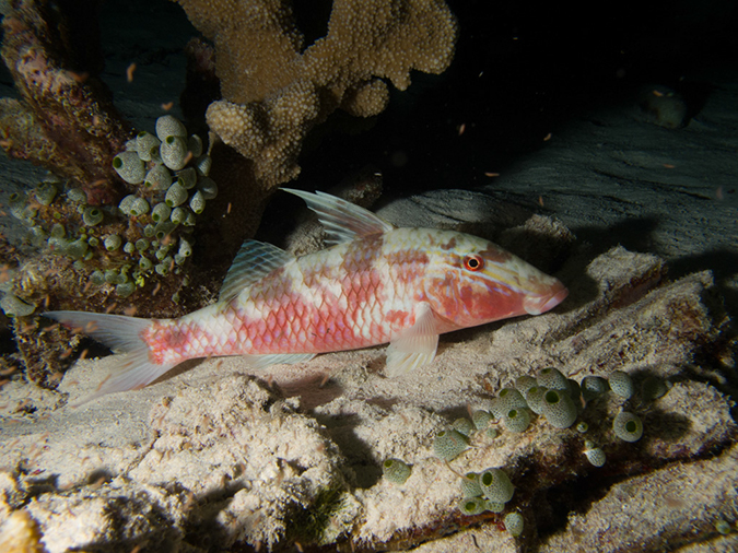 %_tempFileName20120509-5-Trigger%20FIsh%20CIty%20(5)%