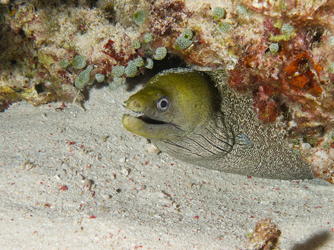 %_tempFileName20120509-5-Trigger%20FIsh%20CIty%20(6)%