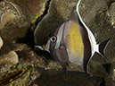%_tempFileName20120507-5-Shark%20Airport%20(4)%
