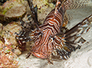 %_tempFileName20120509-3-Trigger%20Fish%20City%20(11)%