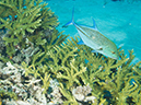 %_tempFileName20120509-3-Trigger%20Fish%20City%20(12)%