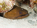 %_tempFileName20120509-3-Trigger%20Fish%20City%20(15)%