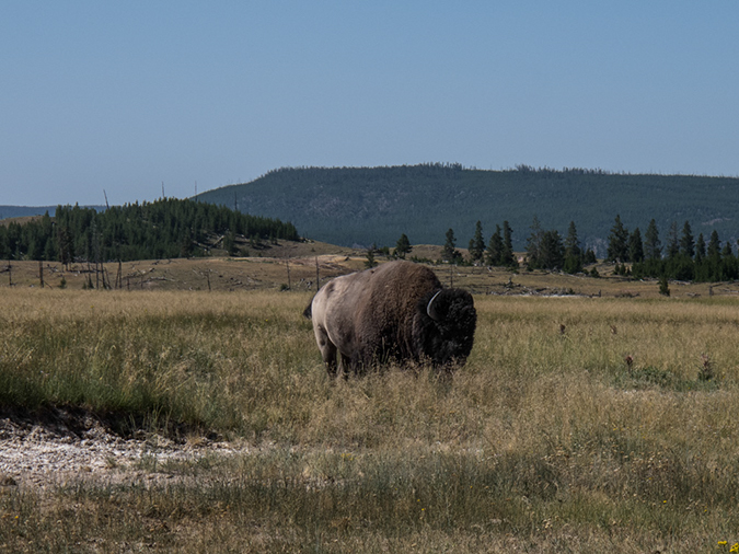 %_tempFileName2013-08-05_2_Yellowstone_NP-4%