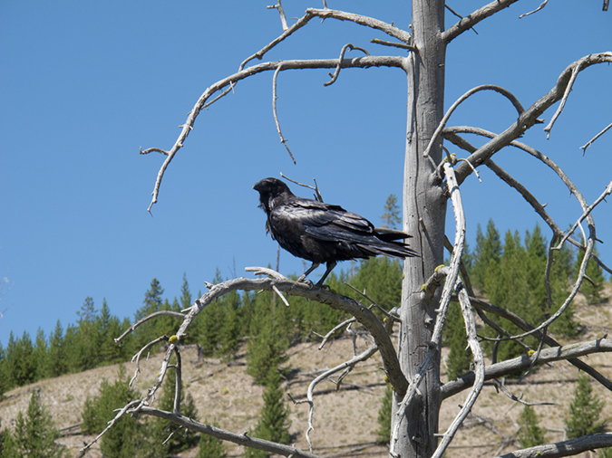 %_tempFileName2013-08-05_4_Geyser_Basin_Yellowstone_NP-18%
