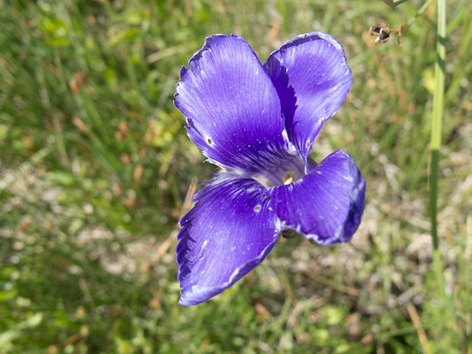 %_tempFileName2013-08-05_5_Geyser_Basin_Overlook_Yellowstone_NP-2%