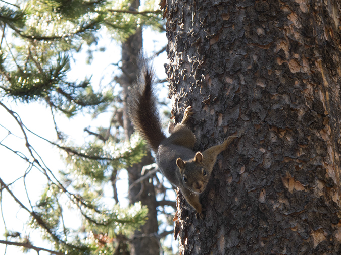 %_tempFileName2013-08-06_1_Elephant_Back_Trail_Yellowstone_NP-6%