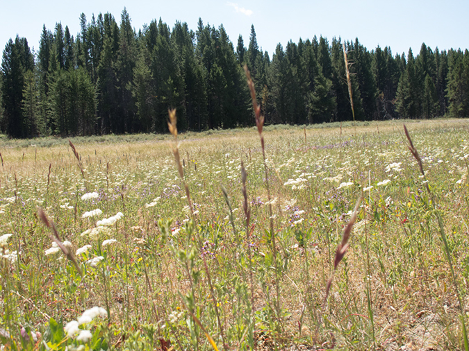 %_tempFileName2013-08-06_2_Pelican_Creek_Trail_Yellowstone_NP-2%