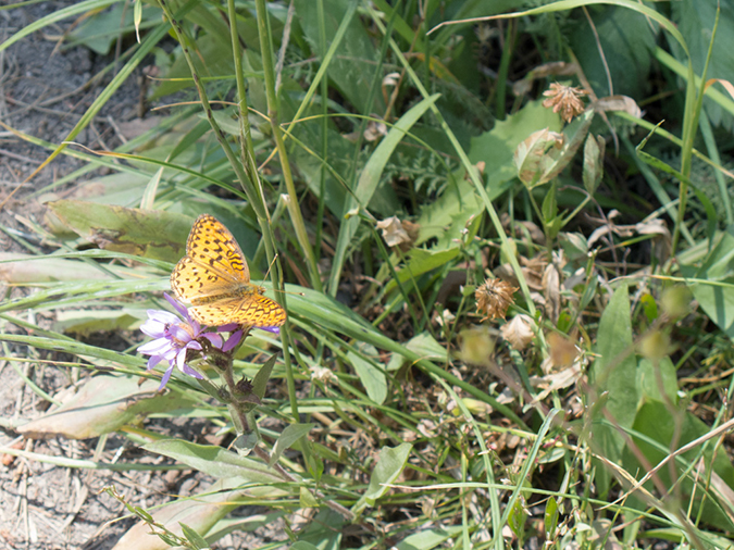 %_tempFileName2013-08-06_2_Pelican_Creek_Trail_Yellowstone_NP-4%