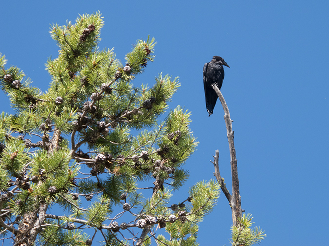 %_tempFileName2013-08-07_2_Grand_Canyon_of_Yellowstone_NP-27%