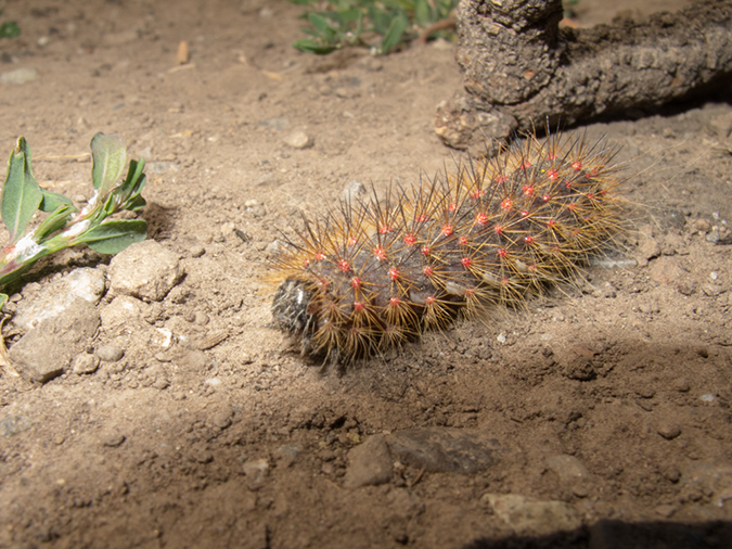 %_tempFileName2013-08-08_3_Grand_Teton_NP-15%
