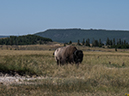 %_tempFileName2013-08-05_2_Yellowstone_NP-4%