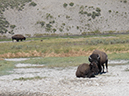 %_tempFileName2013-08-06_6_Yellowstone_NP-3%